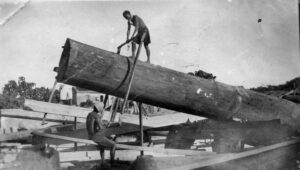 Sawing a tree trunk.